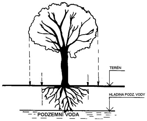 Schéma rastu a ideálneho tvarovania koruny orecha kráľovského v záhrade