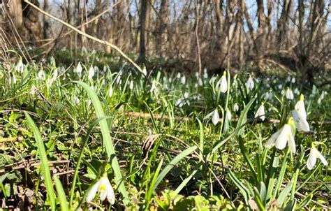 fotografia snežienky jarnej s popisom dôvodov jej ochrany