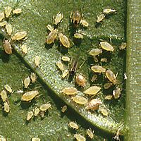 voška broskyňová na liste