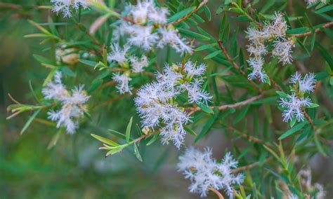Schéma rastliny Melaleuca alternifolia: zobrazenie tvaru listov, kvetenstva a typickej bielej kôry stromu.