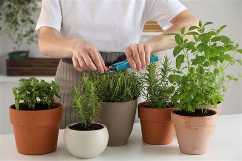 Schéma: Správne podmienky pre pestovanie byliniek (slnko, drenáž, typ pôdy)