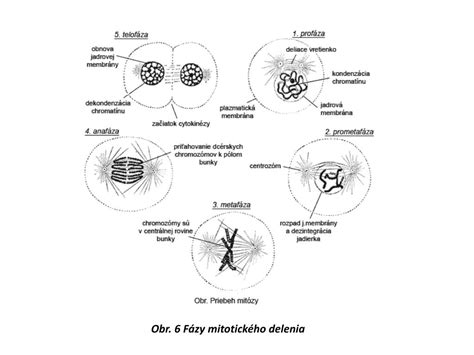 Detailná schéma mitotického delenia bunky