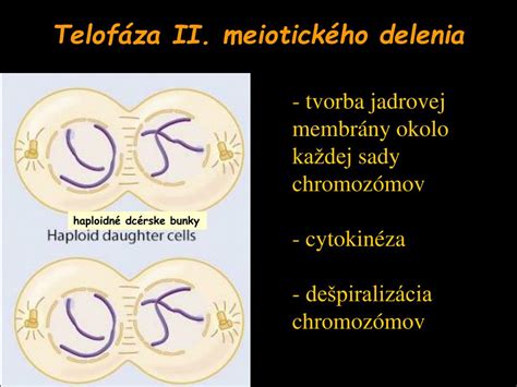 Schéma meiotického delenia bunky s fázaami I a II