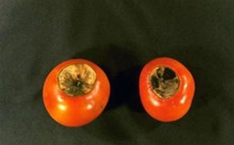 Porovnanie plodov a nárokov na zálievku pri brusniciach a kľukve