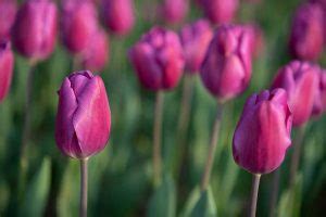 Tematické foto: rozmanitosť kvetov botanických tulipánov