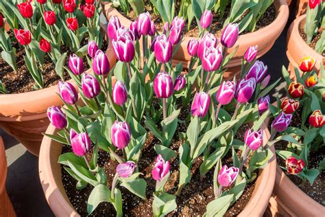 Galéria: Rôzne odrody botanických tulipánov