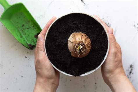 Schéma: Výsadba tulipánov do kvetináča s drenážou