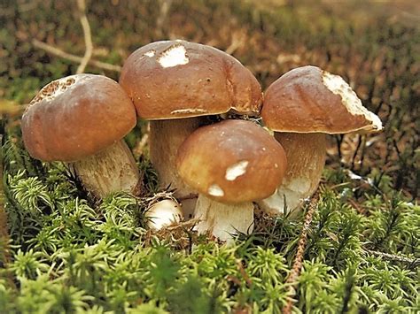fotografia prvých plodníc lesných húb (dubákov) v záhradnom prostredí