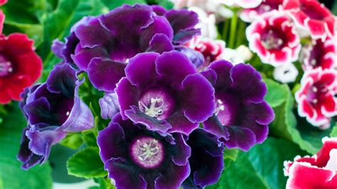 ilustračné foto gloxínie s kvetmi rôznych farieb