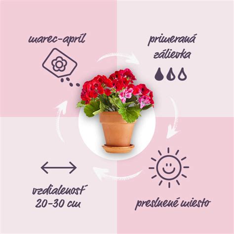 Infografika postupu presádzania jazmínu do väčšieho črepníka