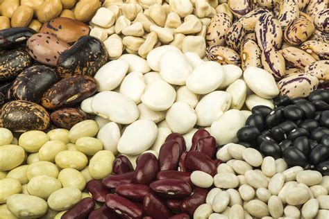 Ilustrácia bežných škodcov fazule