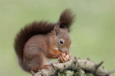 Veverička obyčajná (Sciurus vulgaris) v prirodzenom prostredí