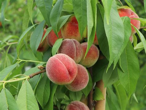 Detailná fotografia plnenej broskyne ozdobenej mandľami