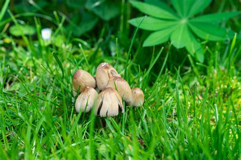 Ilustrácia rôznych druhov burín v trávniku