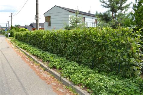 Tvarovaný živý plot z hrabu obyčajného