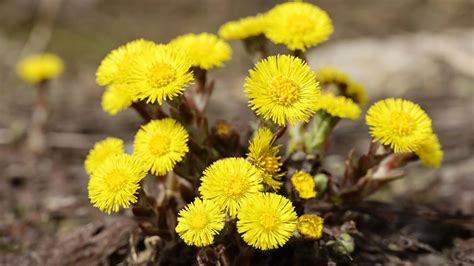 Podbeľ lekársky rastúci vo svojom prirodzenom prostredí