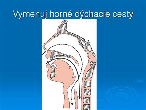 Schéma pôsobenia podbeľa na dýchacie cesty