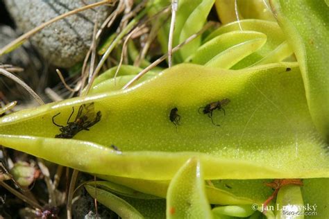 Detail listu tučnice s lepkavými kvapôčkami