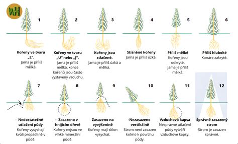 Schéma výkopu jamy pre výsadbu tuje s naznačenou hĺbkou a šírkou.