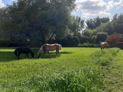 Tematické foto idylickej virtuálnej farmy s plodinami a zvieratami