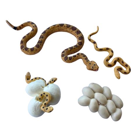 Infografika znázorňujúca životný cyklus organizmu od klíčenia/narodenia po dospelosť a rozmnožovanie