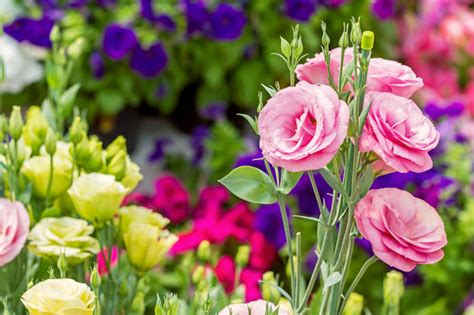Zelený lisianthus (Eustoma grandiflorum) v kvetináči