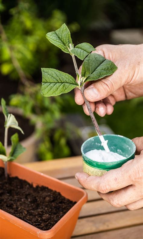 Nákres alebo fotografia procesu zakoreňovania odrezkov verbeny