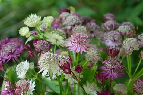 Tematické foto rozkvitnutej jarmanky (Astrantia) v záhrade, detail kvetov