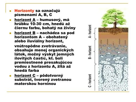 Schéma štruktúry vrchoviskovej rašeliny a jej vplyvu na pôdny profil