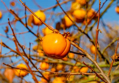 Schéma: postup stratifikácie a výsevu semien hurmikaki