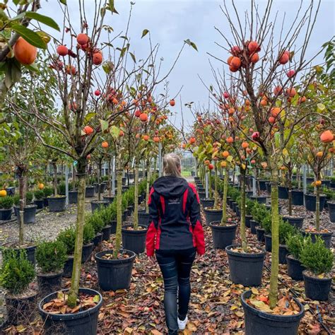 Infografika: fázy dozrievania hurmikaki