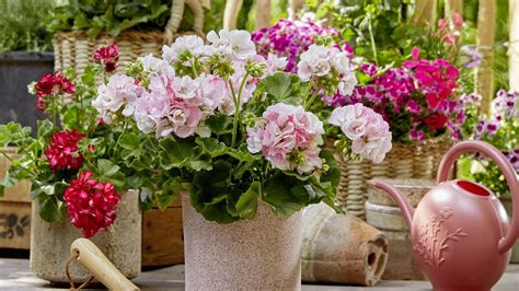 Fotografia bohato zakvitnutého balkóna s muškátmi rôznych farieb