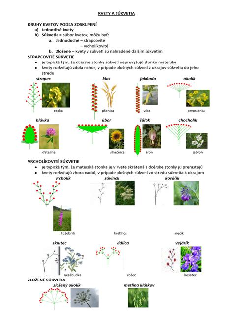Porovnanie zdravého súkvetia a súkvetia napadnutého múčnatkou s charakteristickým belavým povlakom.