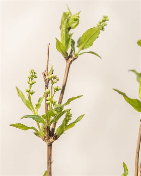 Schéma rastu a kvitnutia trojpuku (Deutzia) s vyznačením ideálneho rezu po odkvitnutí