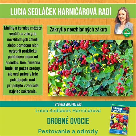 Infografika správneho postupu pri príprave pôdy a výsadbe sadeníc oregana