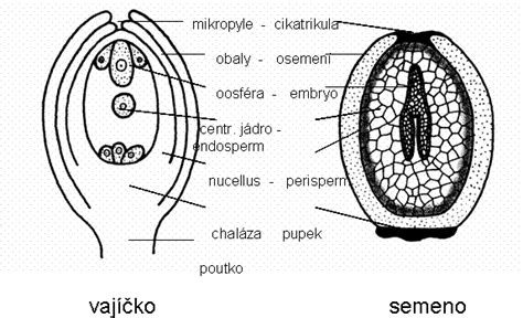 Schéma znázorňujúca proces klíčenia semien fazule na vrstve vaty v miske