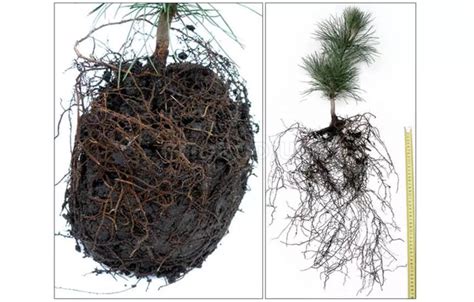 Schéma kolobehu živín v bonsajovej miske a proces vstrebávania NPK cez koreňový systém