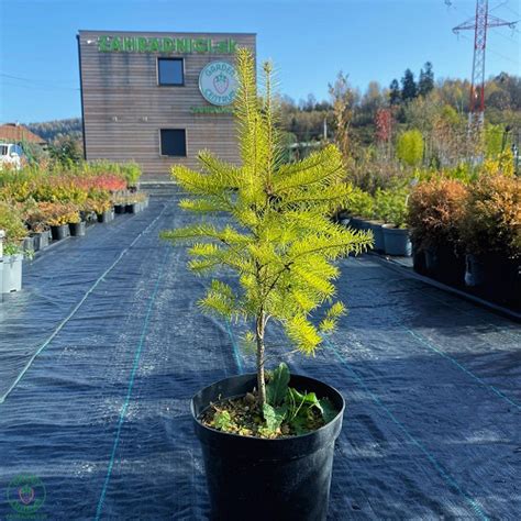 Porovnanie výšky duglasky tisolistej s inými ihličnanmi