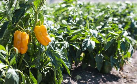 Rôzne druhy hrubostenných paprík, rozkrojené pre zobrazenie hrúbky dužiny