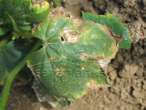 Detail poškodených listov papriky napadnutých škodcami