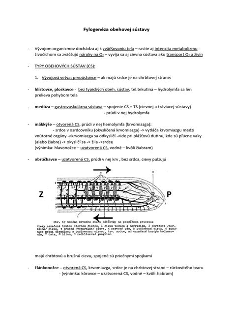 Detailná schéma koreňovej sústavy smreka obyčajného s vyznačením plytkého zakorenenia