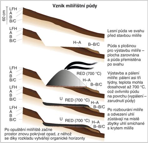 Schéma vzniku rašeliny v rašeliniskách a jej spracovanie pre záhradnícke účely