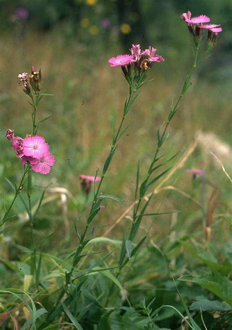 Ilustrácia Klinčeka kopcového (Dianthus collinus) v prirodzenom prostredí