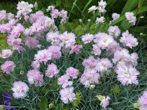 Fotografia klinčekov (Dianthus) v záhradnom záhone