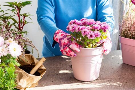 Schéma správneho pestovania klinčekov v kvetináči