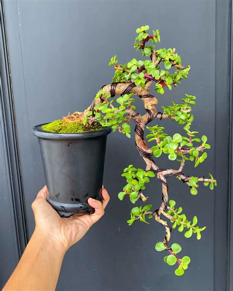 Tvarovaný bonsaj Portulacaria afra