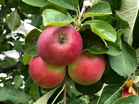 Schéma: Liečivé účinky mäty na ľudský organizmus