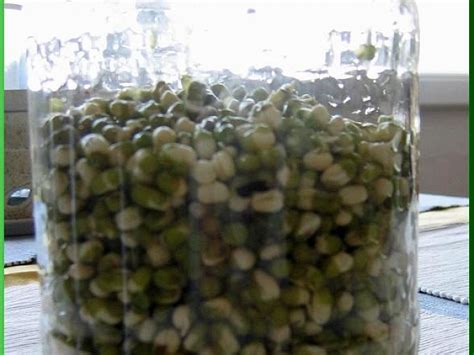 fotografia čerstvých klíčkov mungo v domácom zaváraninovom pohári