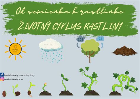 dizajnér: infografika znázorňujúca cyklus rastu jabloní a odporúčané postreky počas roka