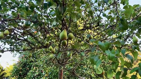 dizajnér: fotografia mumifikovaného plodu na konári ovocného stromu